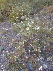 Dontostemon pinnatifidus