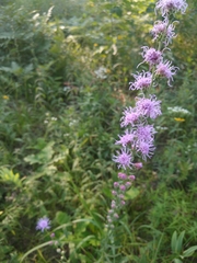 Liatris aspera intermedia