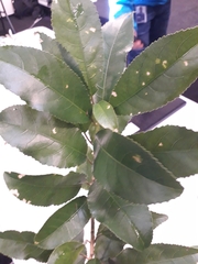 Cephaleuros lagerheimii