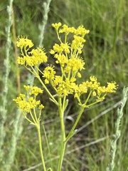 Hymenopappus flavescens