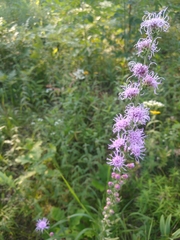 Liatris aspera intermedia