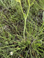 Hymenopappus flavescens