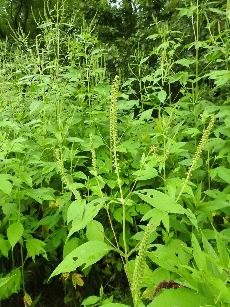 giant ragweed in August 2022 by Donna J. Parry. With a fly ([131297731 ...