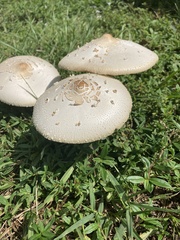 Chlorophyllum molybdites image