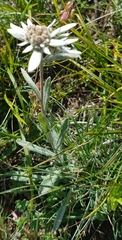 Leontopodium leontopodioides