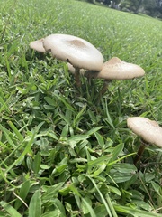 Chlorophyllum molybdites image