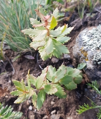 Rhodiola rosea