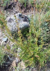 Artemisia commutata