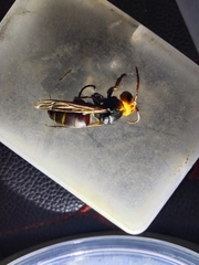 Vespa crabro oberthuri