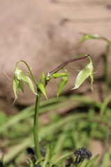 Gilliesia cuspidata