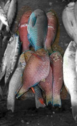 Chlorurus strongylocephalus
