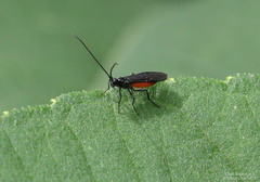 Atanycolus cappaerti