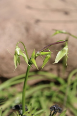 Gilliesia cuspidata