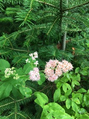 Spiraea alba latifolia