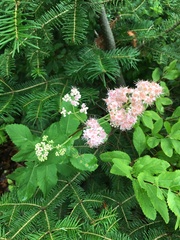 Spiraea alba latifolia