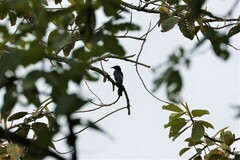 Dicrurus hottentottus