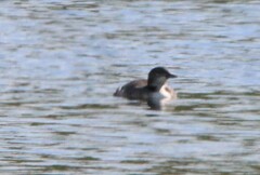 Gavia stellata