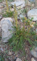 Artemisia commutata