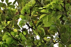 Aegithina lafresnayei