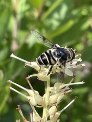 Eristalis saxorum
