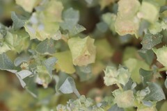Atriplex lindleyi conduplicata