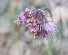 Allium strictum