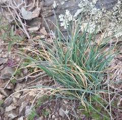 Festuca lenensis