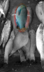 Actinopterygii