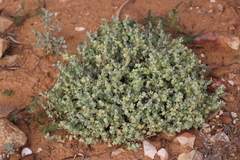 Atriplex lindleyi conduplicata