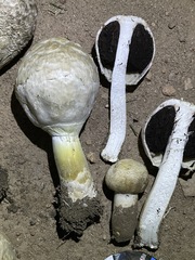Agaricus evertens