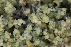 Atriplex lindleyi conduplicata