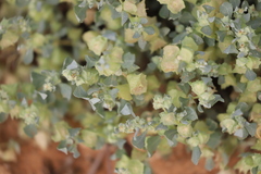 Atriplex lindleyi conduplicata
