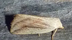 Amolita obliqua