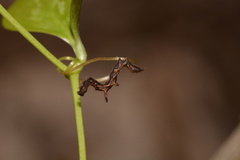 Phyprosopus callitrichoides