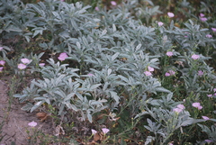 Ambrosia grayi