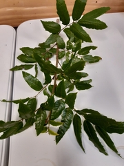 Alectryon excelsus grandis