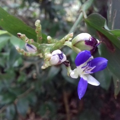 Dichorisandra hexandra