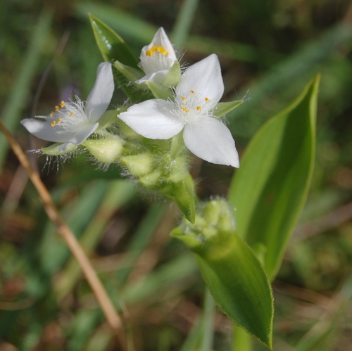 Succulent spiderwort (Tradescantia crassula)