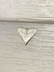 Macrochilo litophora