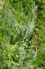 Artemisia dracunculus glauca