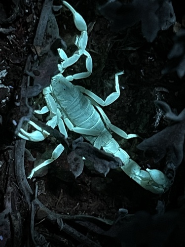 Stripe-tailed Scorpion