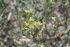 Rorippa sinuata