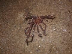 Spelungula cavernicola