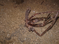 Spelungula cavernicola