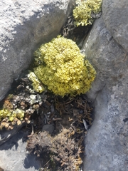 Vulpicida juniperinus