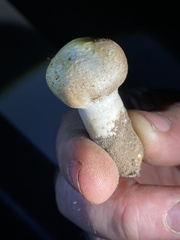 Agaricus evertens