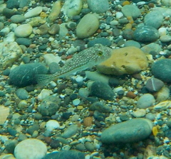 Torquigener flavimaculosus