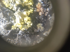 Vulpicida juniperinus