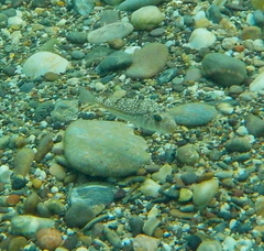 Torquigener flavimaculosus