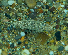 Torquigener flavimaculosus